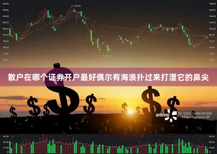 散户在哪个证券开户最好偶尔有海浪扑过来打湿它的鼻尖